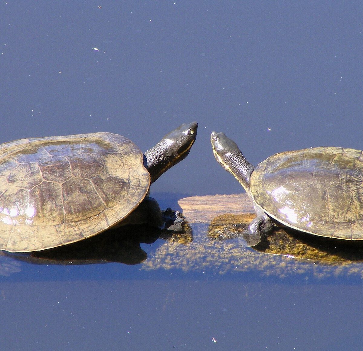 Krefft's River Turtle
