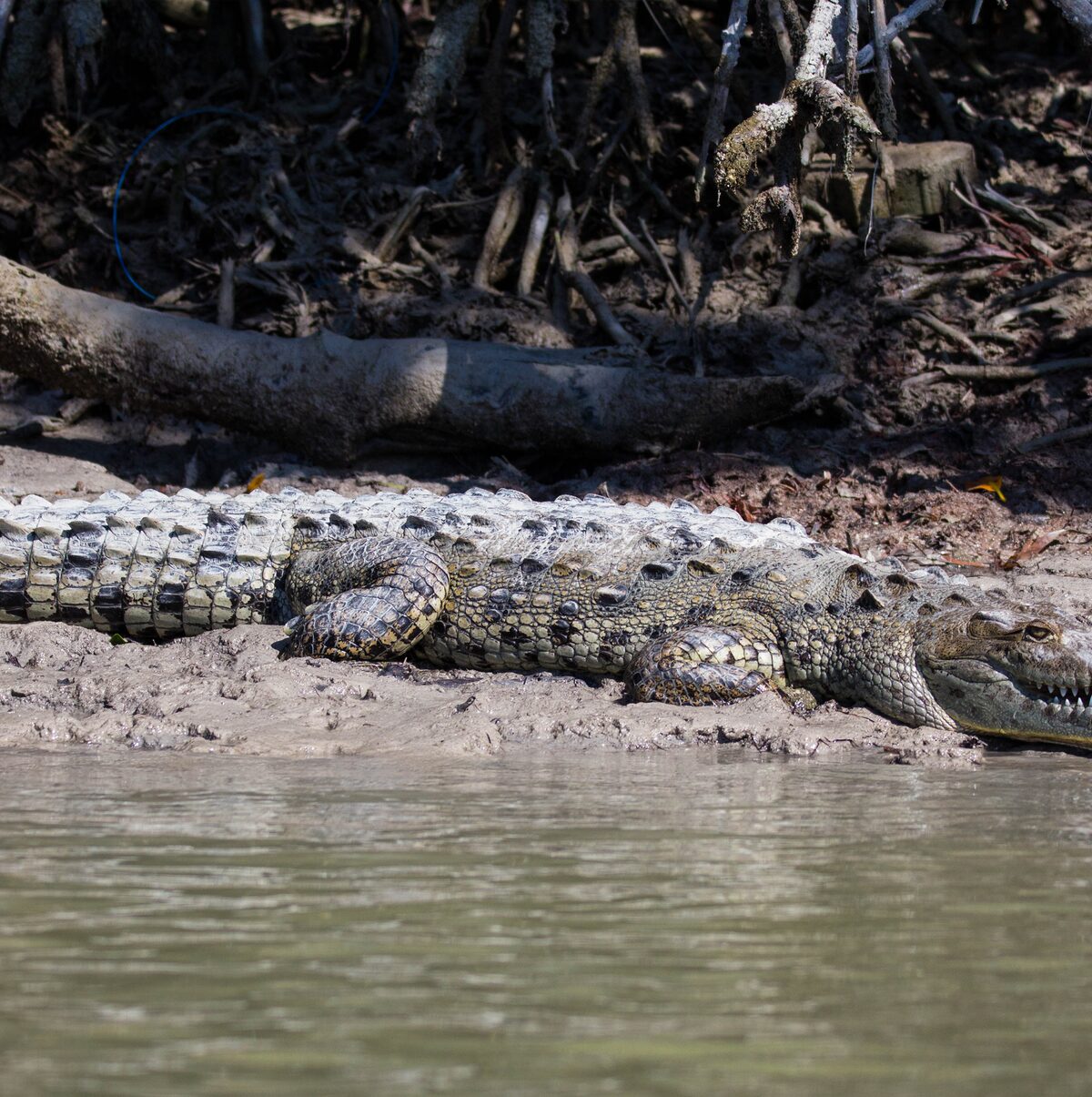 American Crocodile