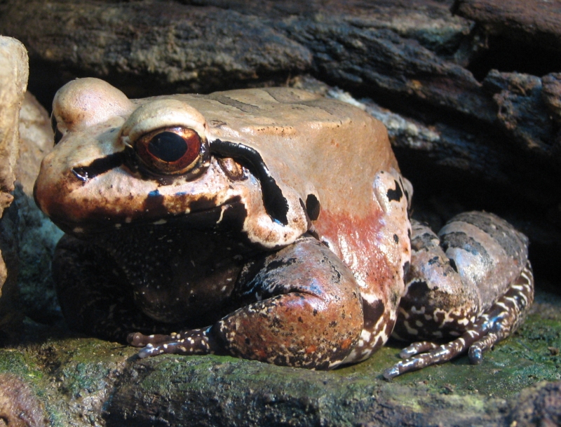 Smoky Jungle Frog