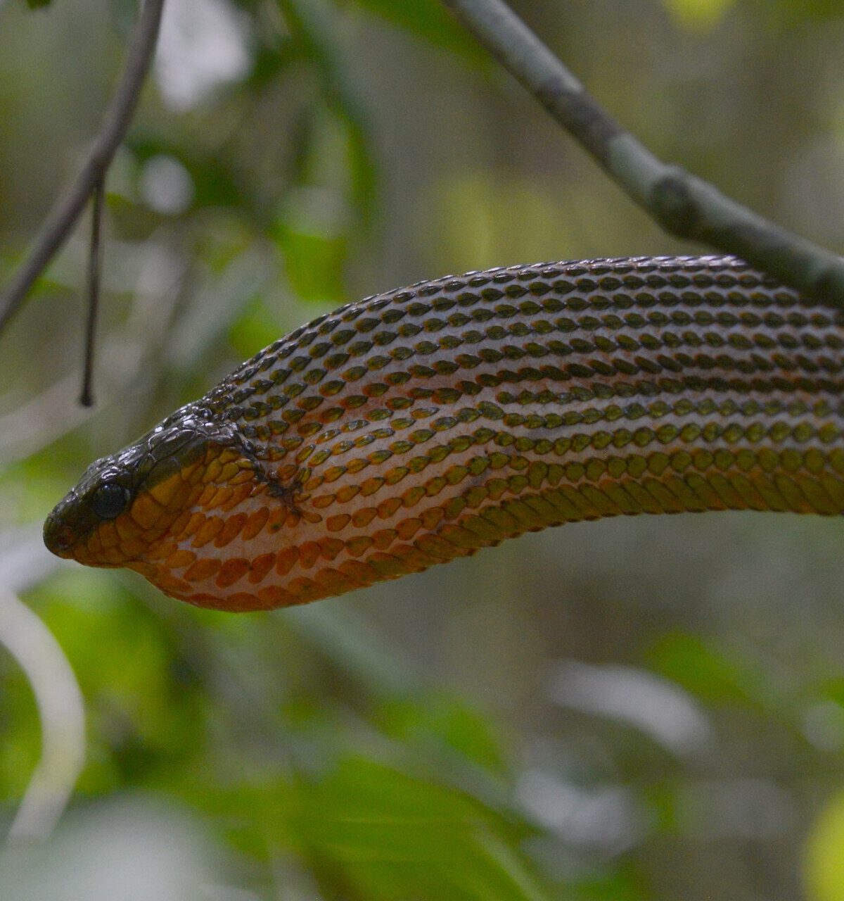 Yellow-Bellied Puffing Snake
