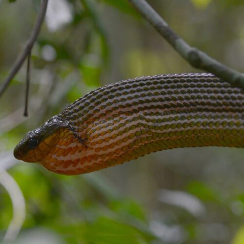 Puffing Snake