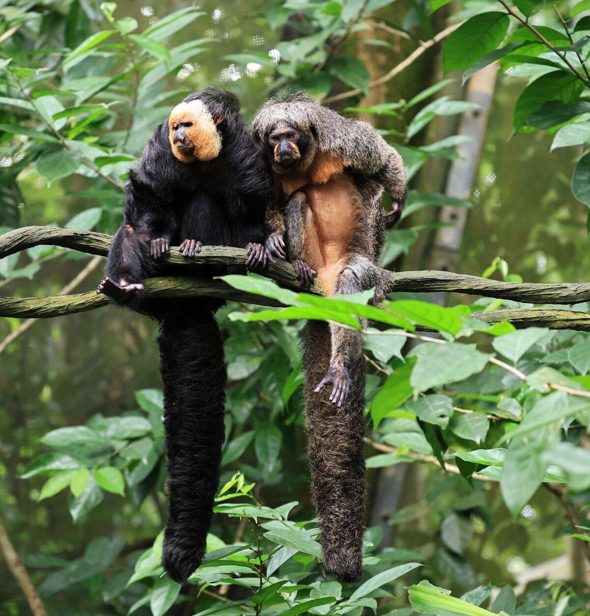 Yellow-faced Saki