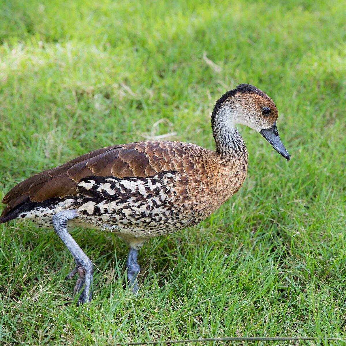 Caribbean Whistling Duck