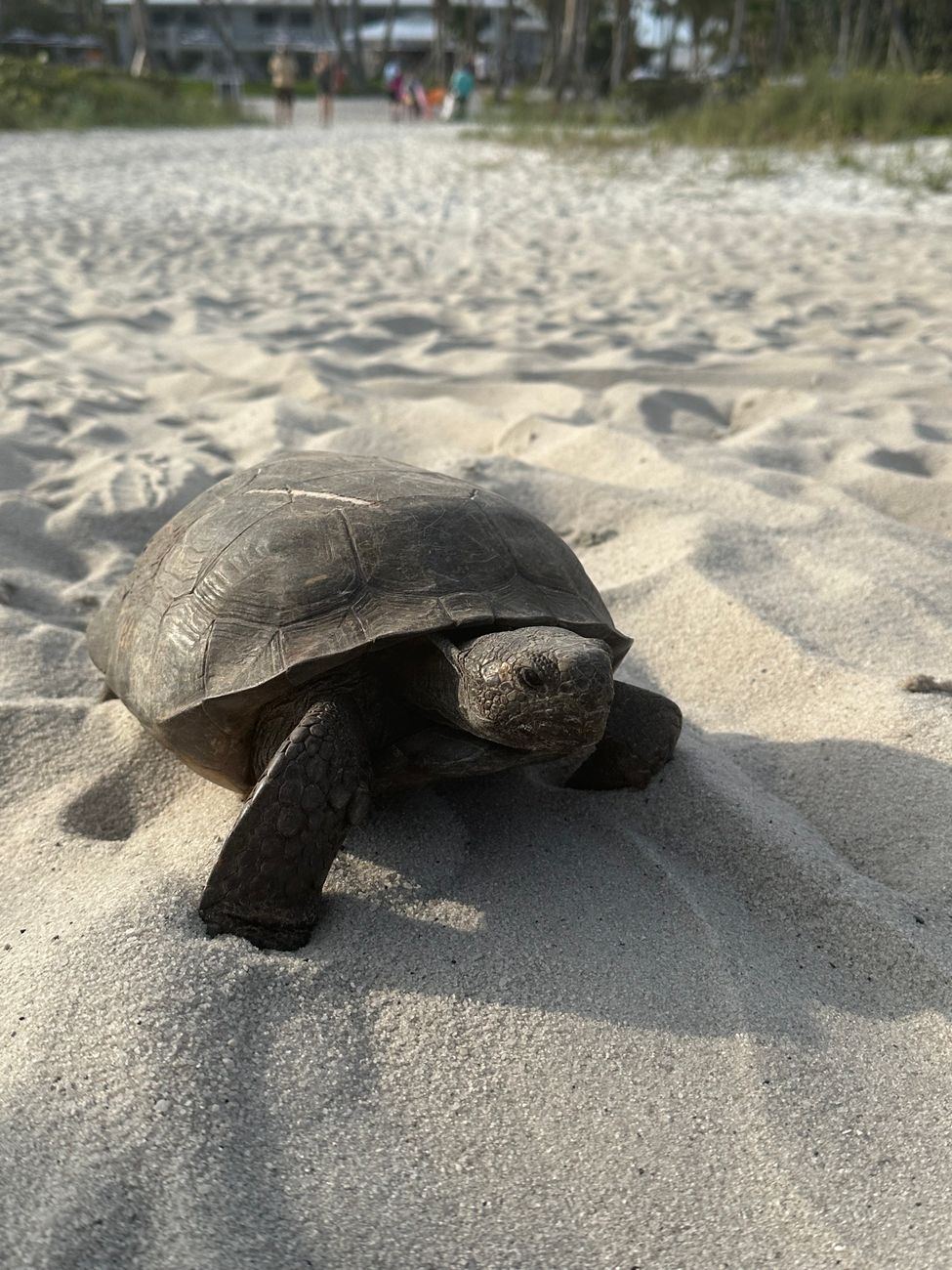 Gopher Tortoise