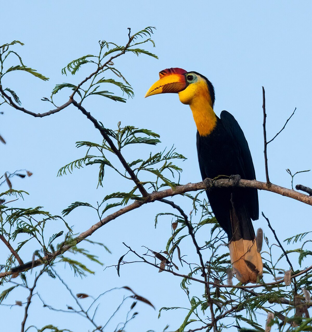 Sunda Wrinkled Hornbill
