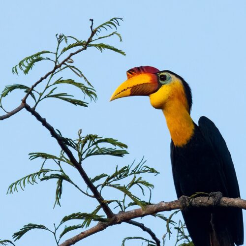 Wrinkled Hornbill