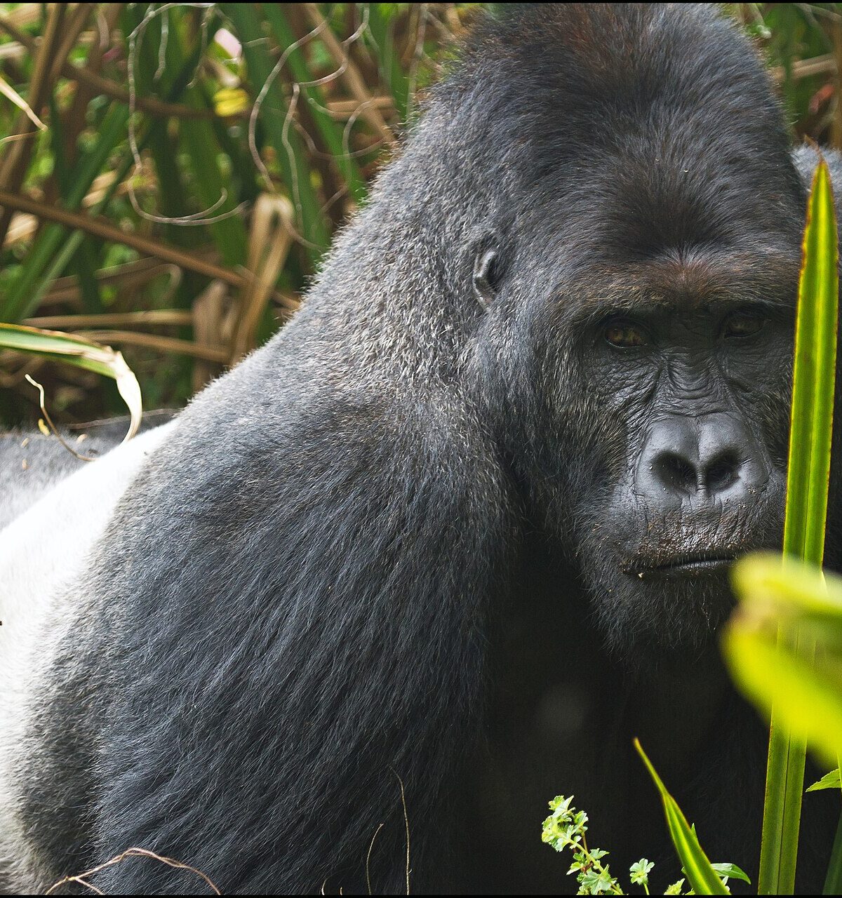 Grauer's Gorilla