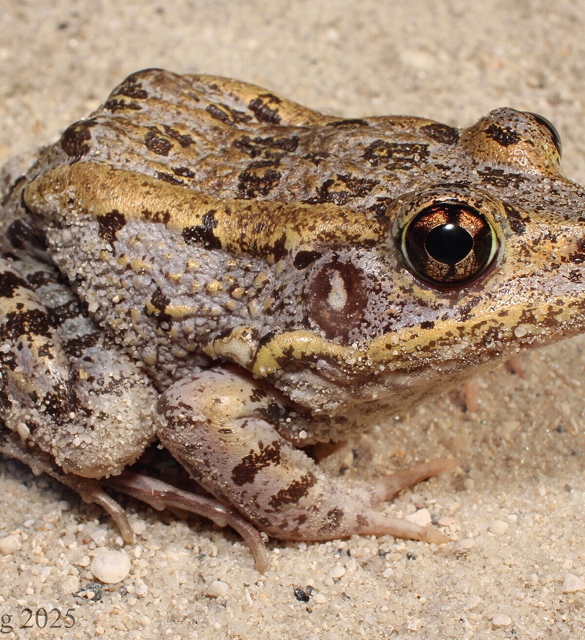 Gopher Frog
