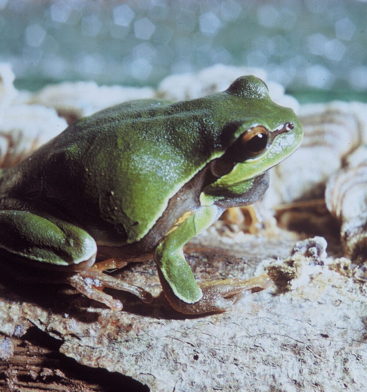 Pine Barrens Treefrog