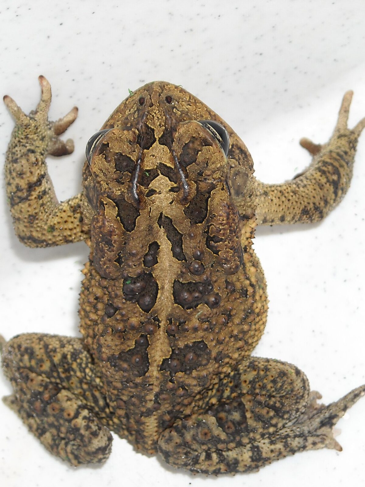 Southern Toad
