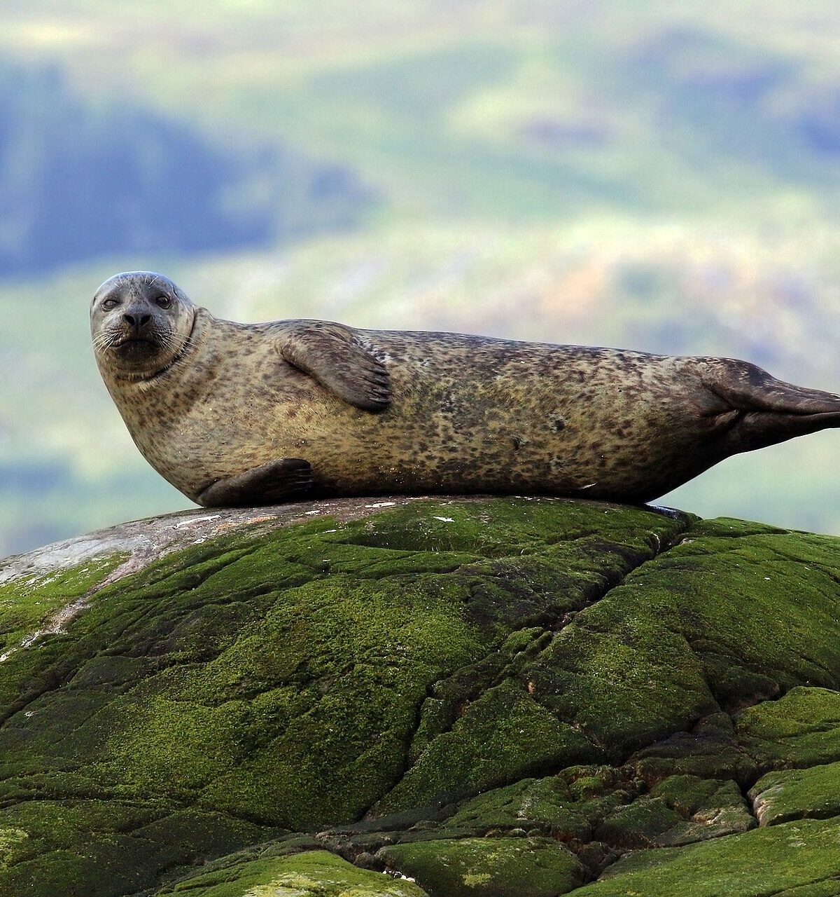 Pacific Harbor Seal