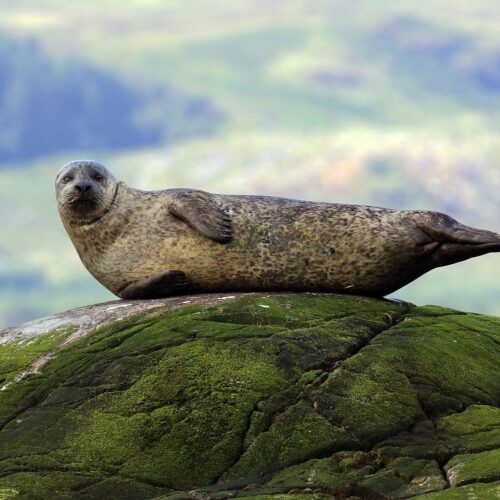 Harbor Seal