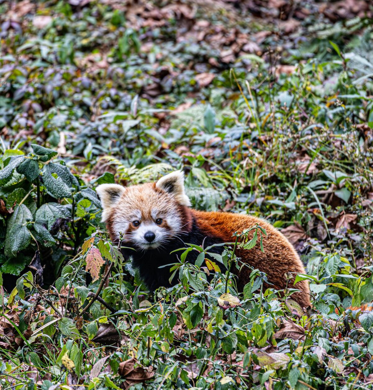 Himalayan Red Panda