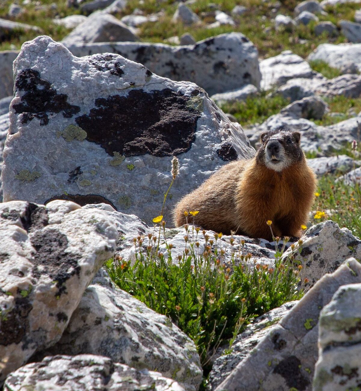 Yellow-Bellied Marmot