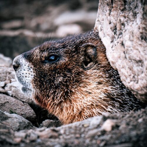 Marmot
