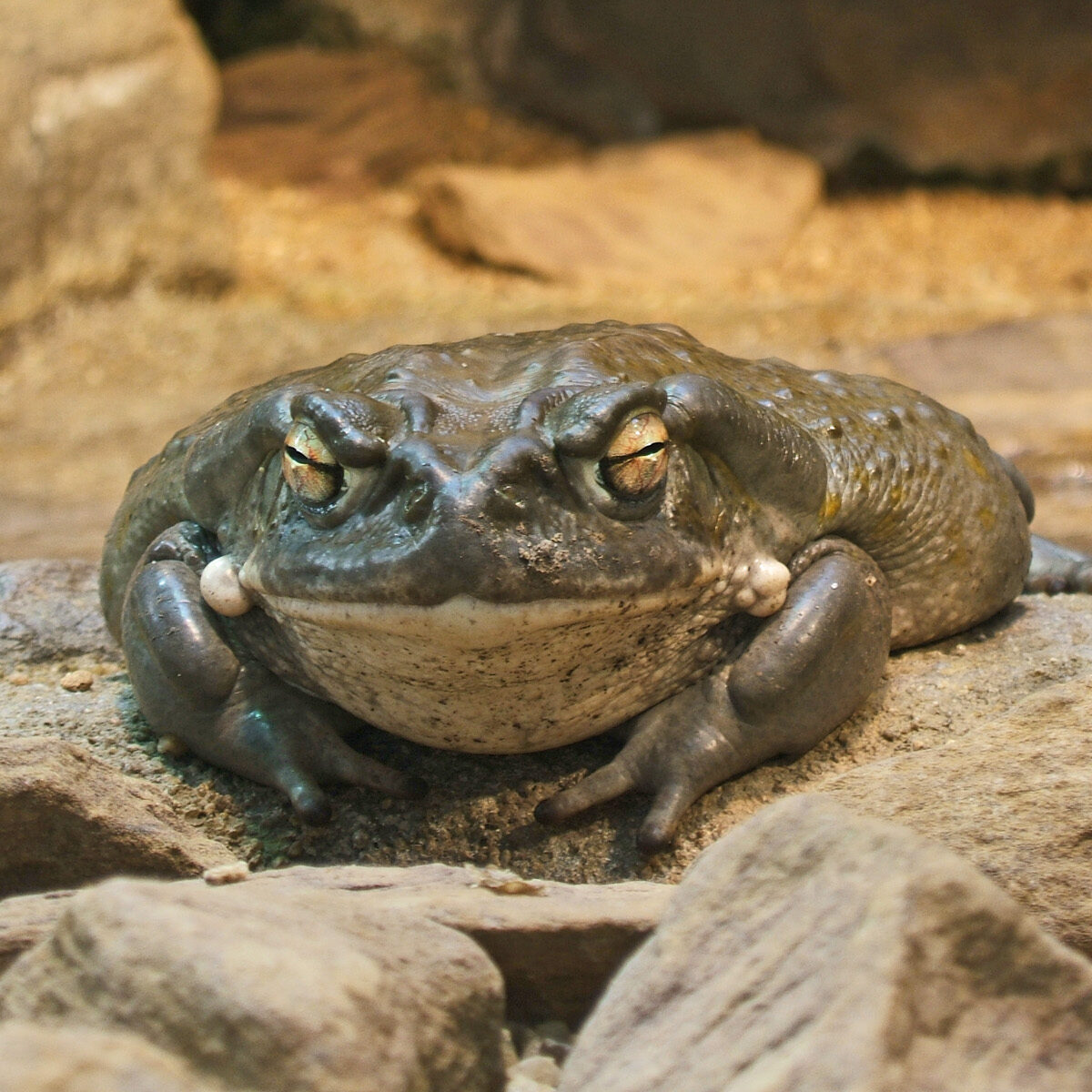 Colorado River Toad
