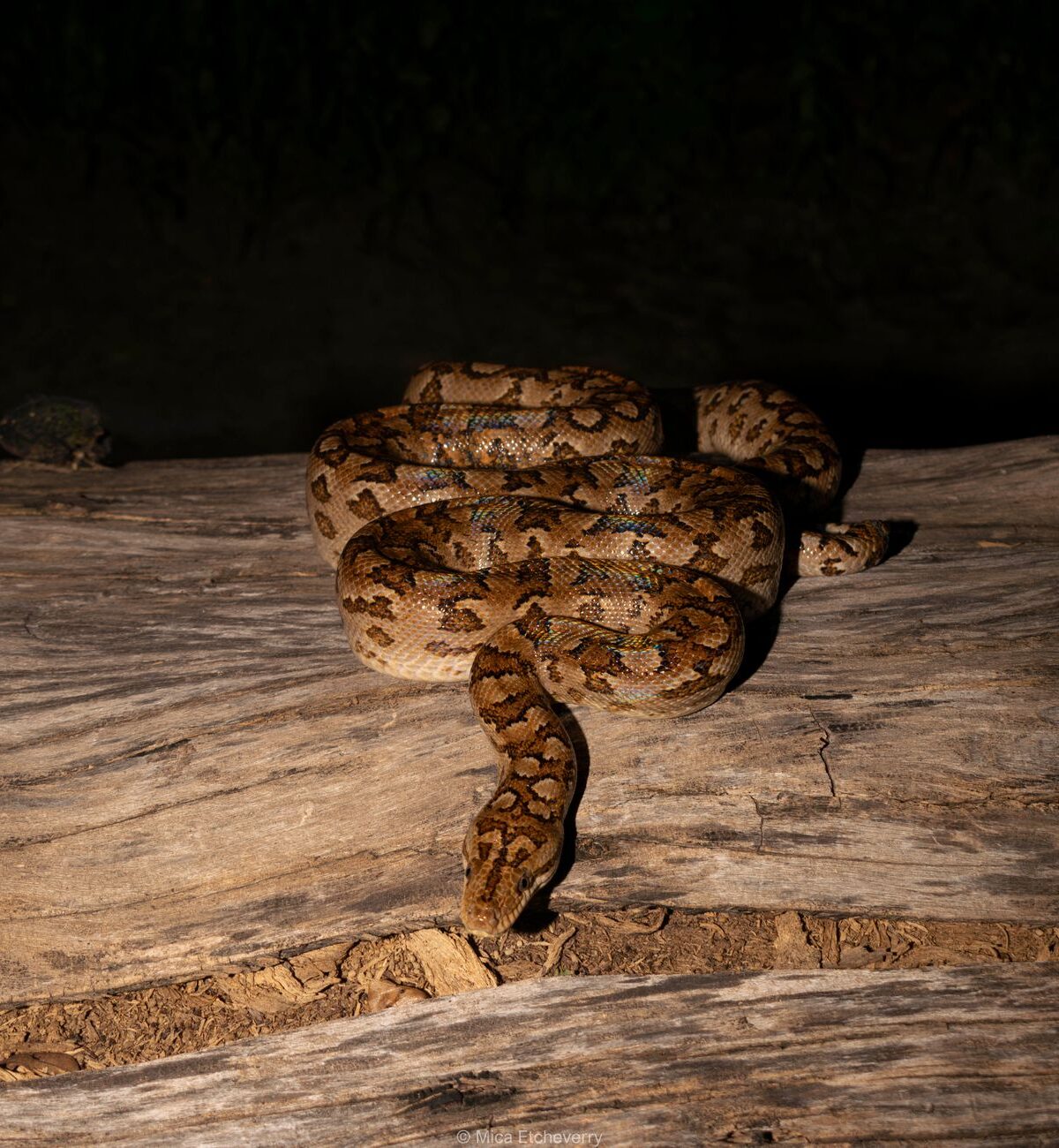 Mexican Burrowing Python