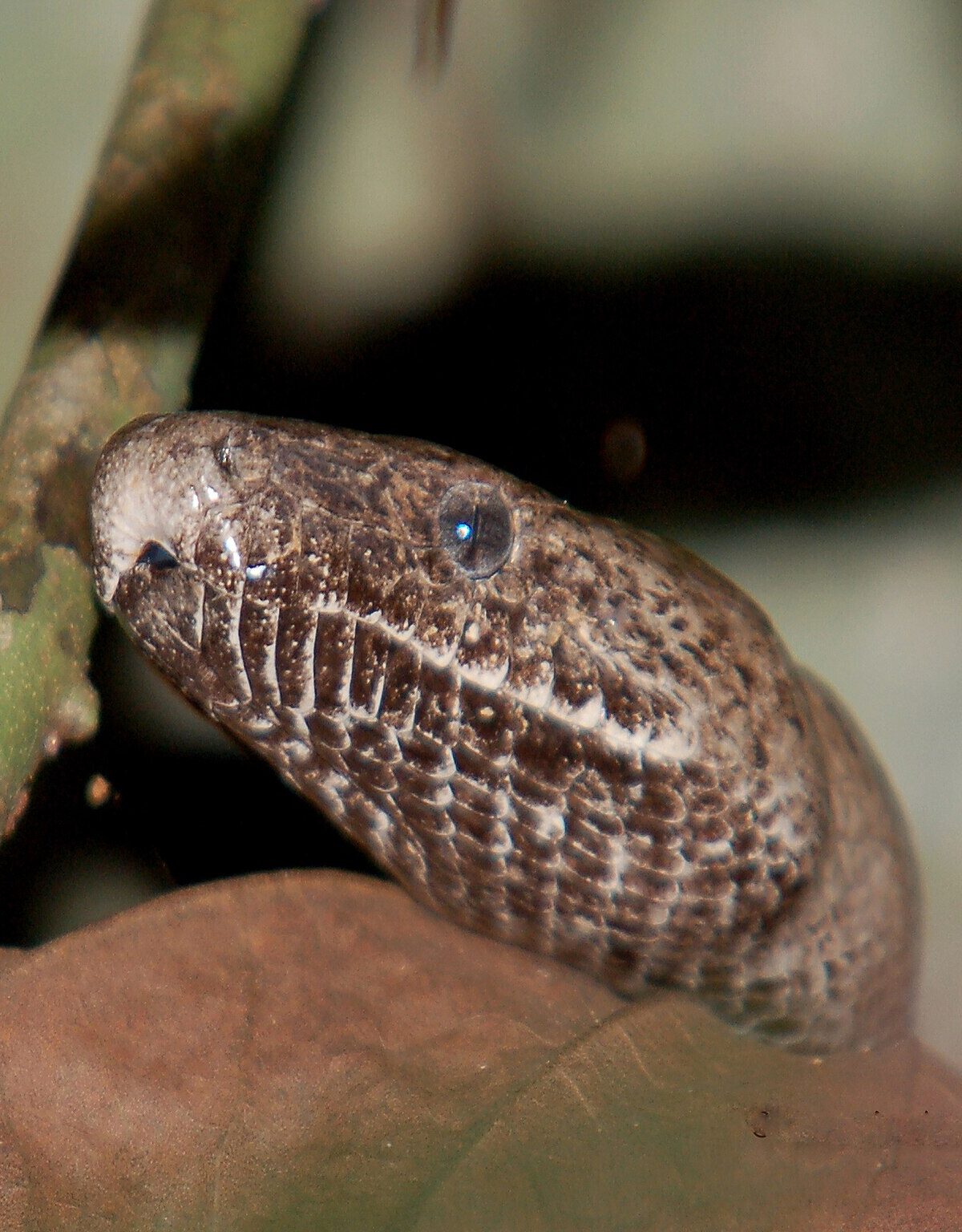 Puerto Rican Boa