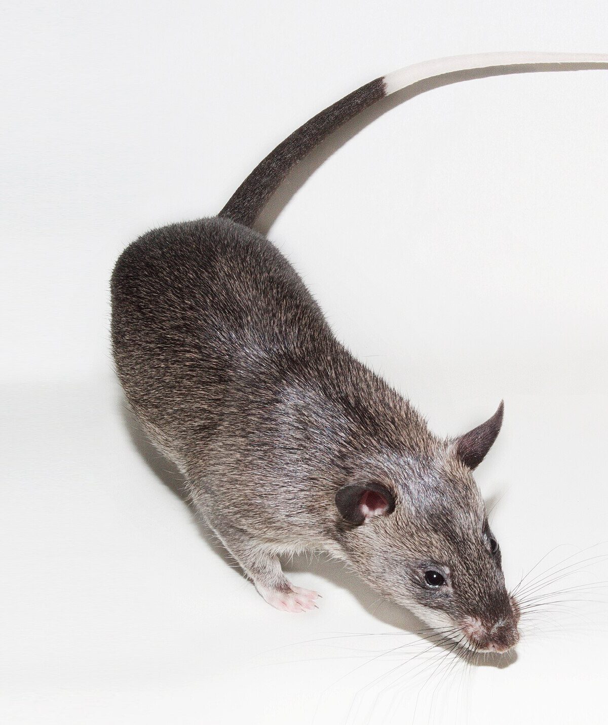 Northern Giant Pouched Rat