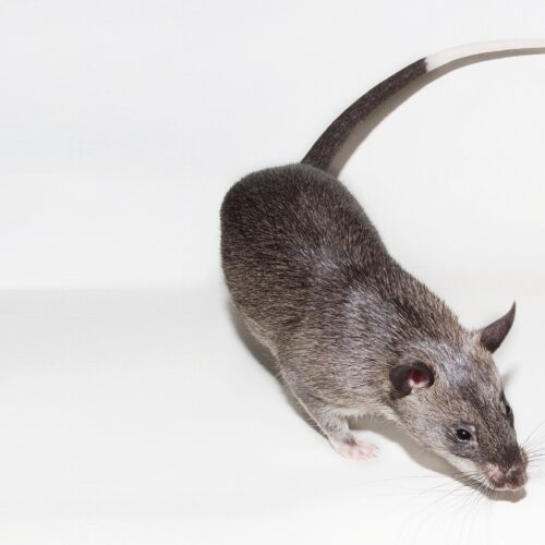 Giant Pouched Rat