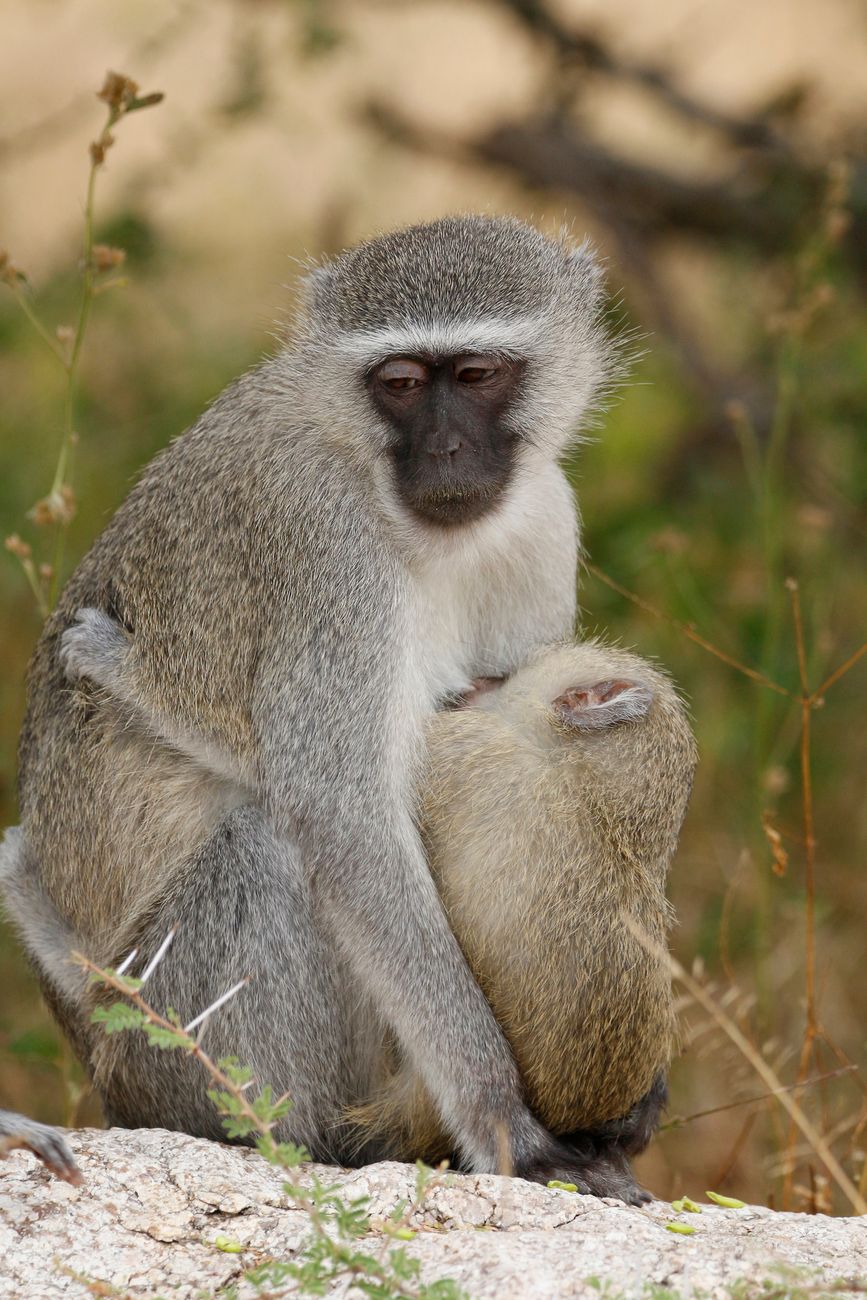 Grivet Monkey