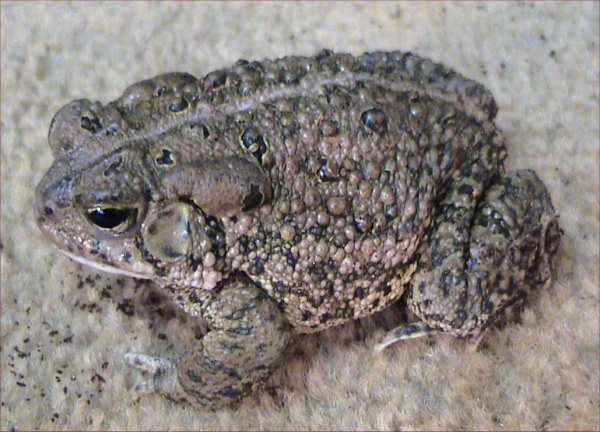 Woodhouse’s Toad