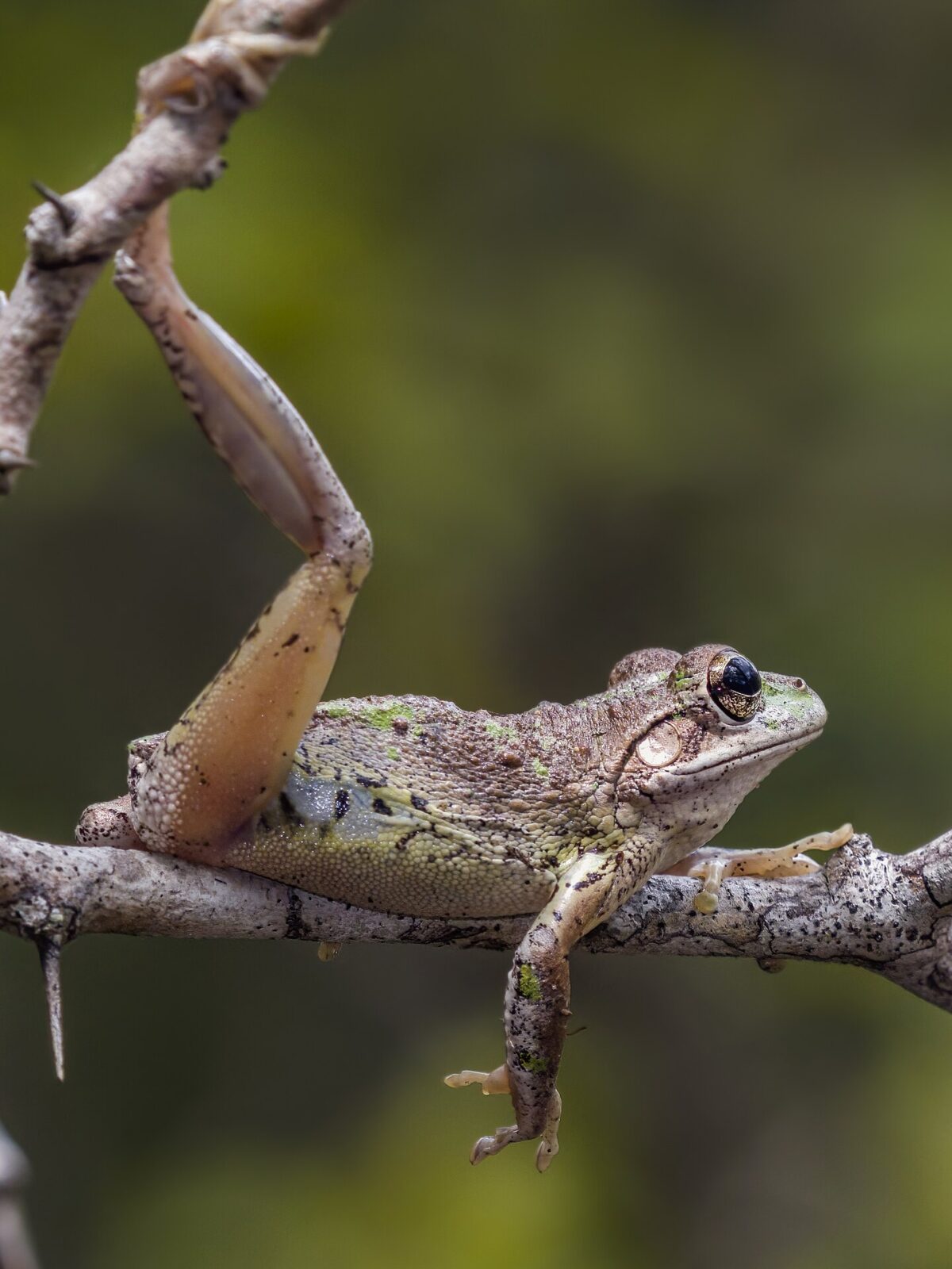 Cuban Tree Frog