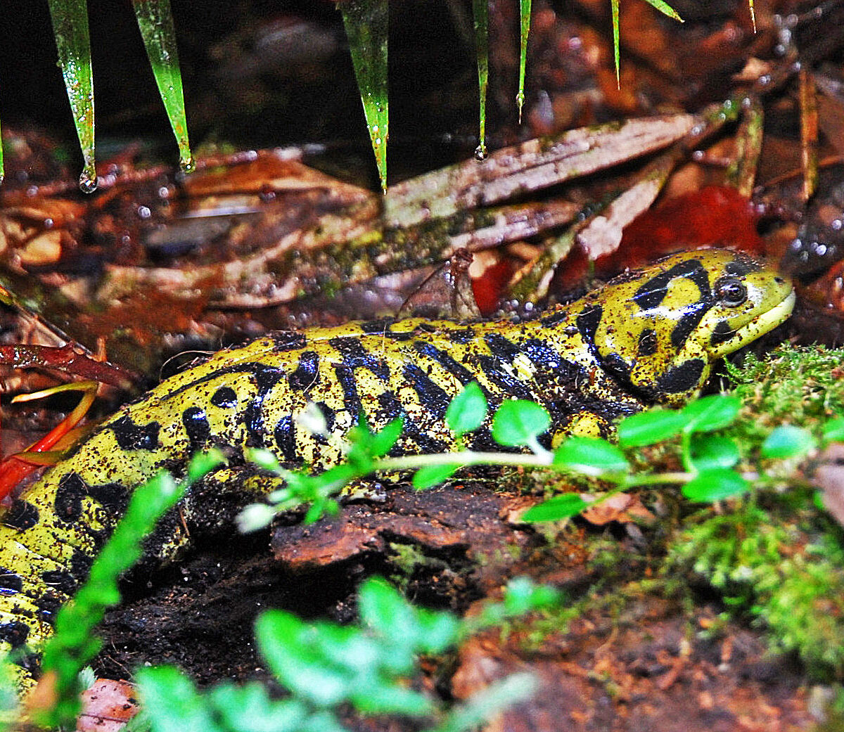 Barred Tiger Salamander