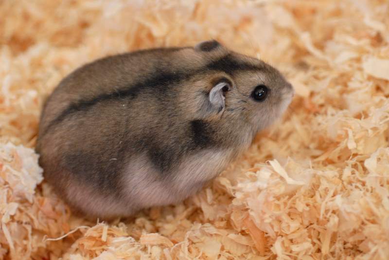 Winter White Hamster