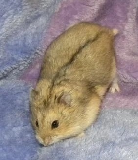 Campbell’s Dwarf Hamster
