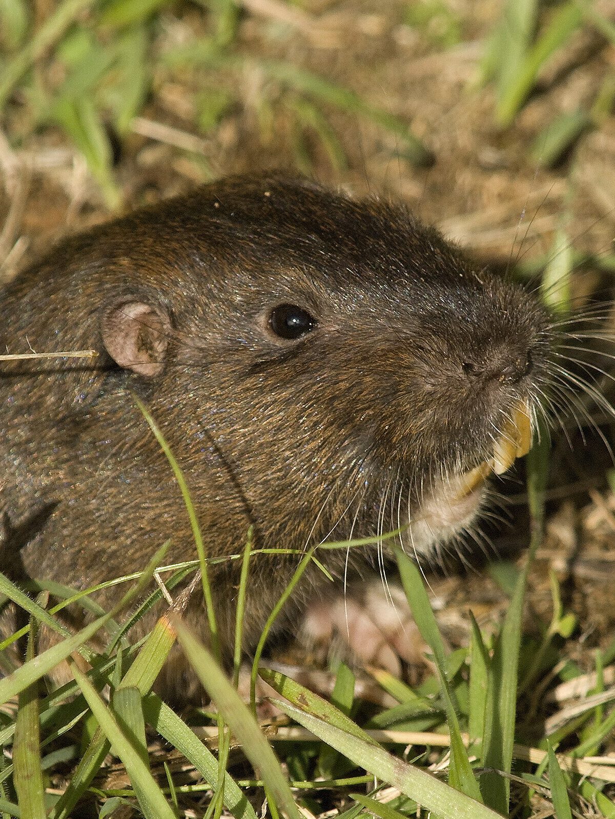 Botta's Pocket Gopher