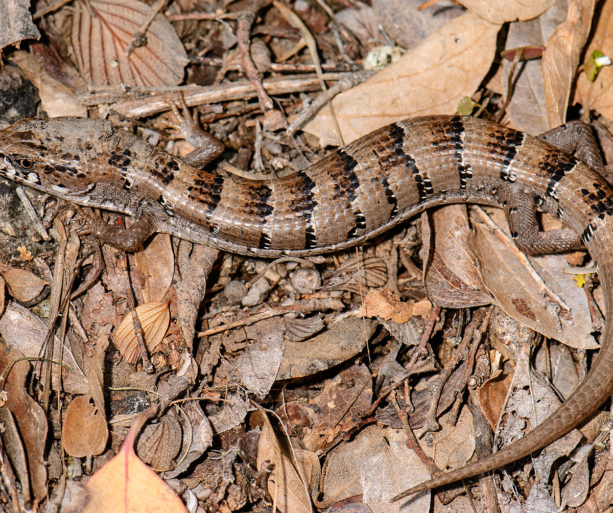 Mexican Alligator Lizard