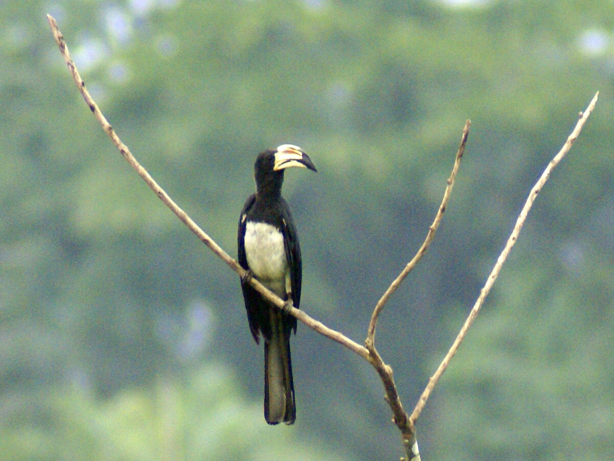 African Pied Hornbill