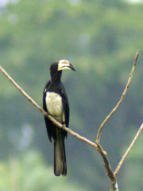 African Pied Hornbill