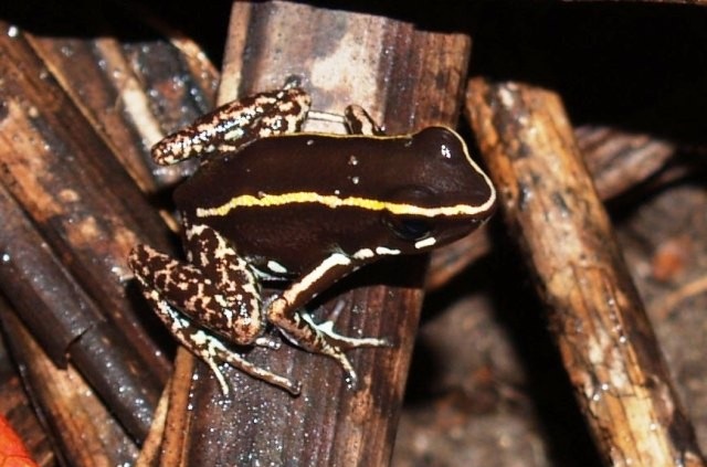 Black-legged Poison Dart Frog