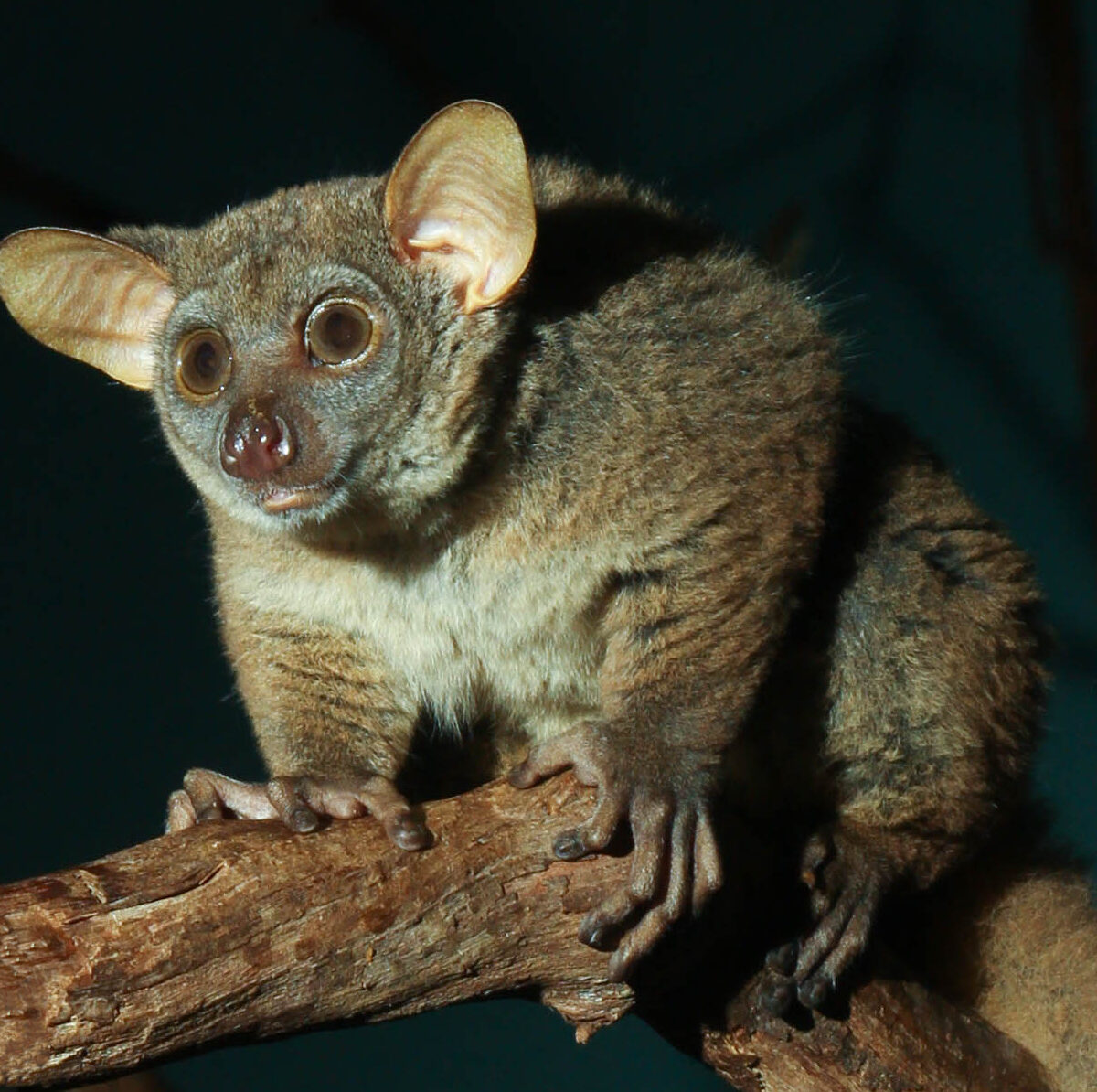 Northern Greater Bushbaby