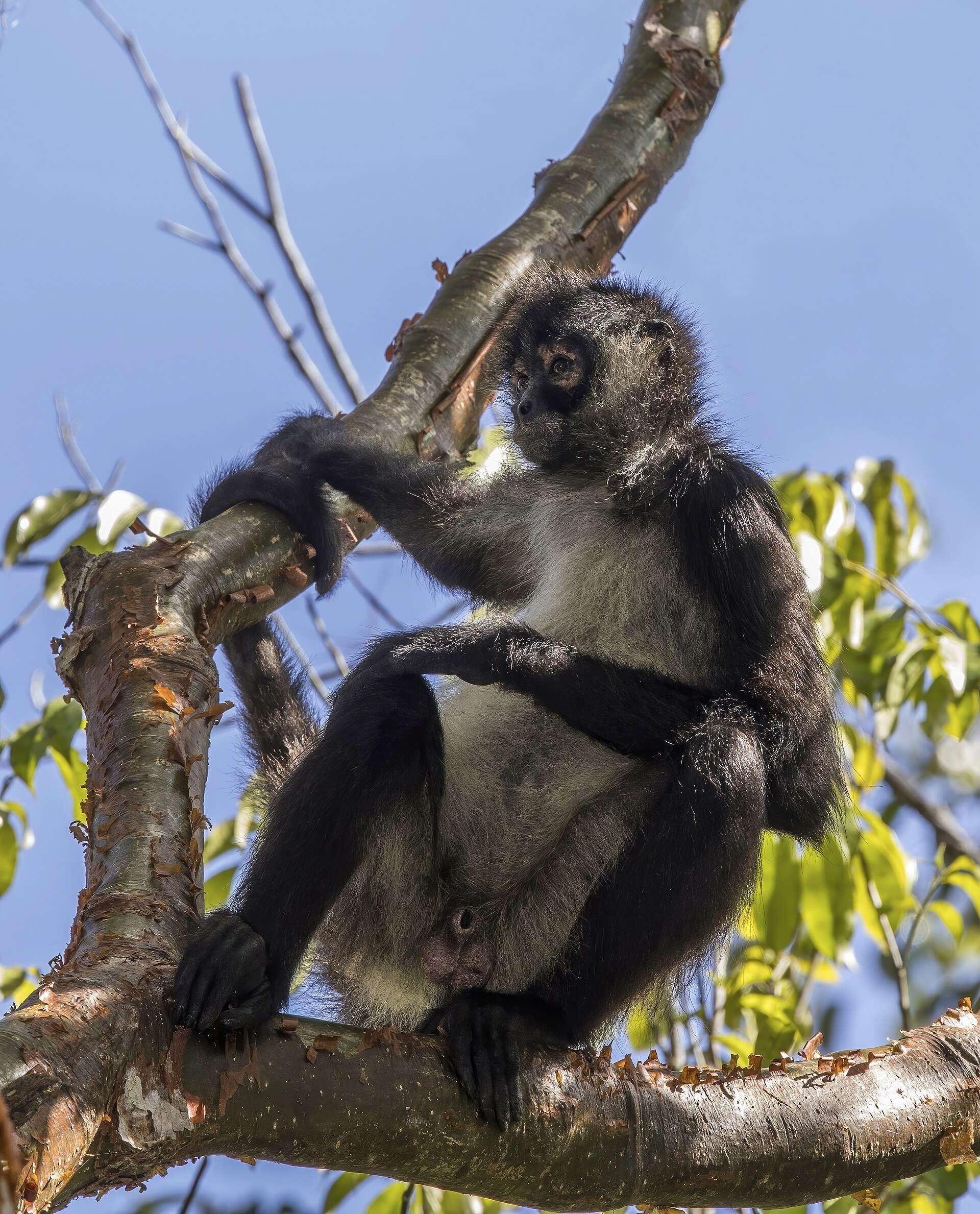 Black-handed Spider Monkey