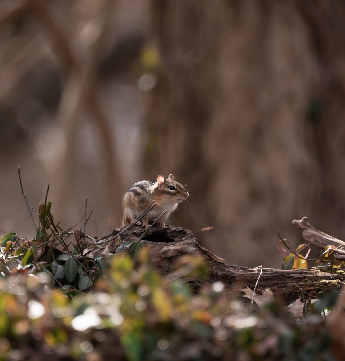 Cliff Chipmunk