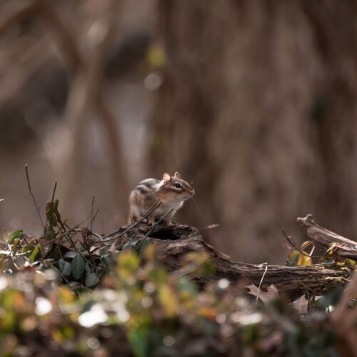 Chipmunk