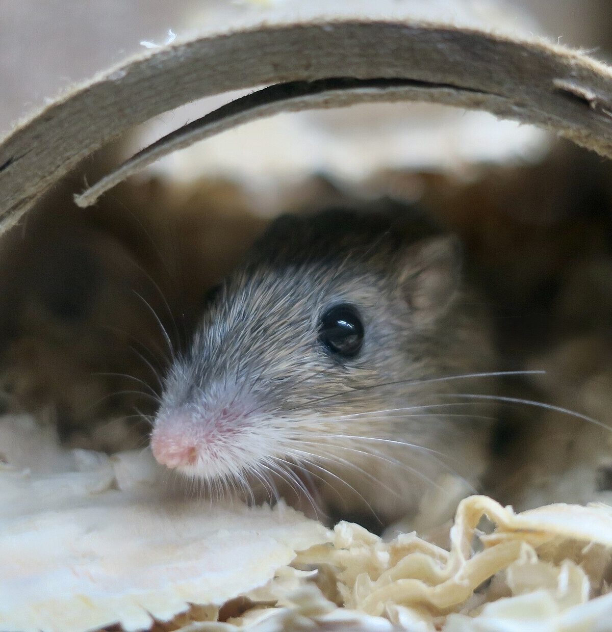 Arizona Pocket Mouse