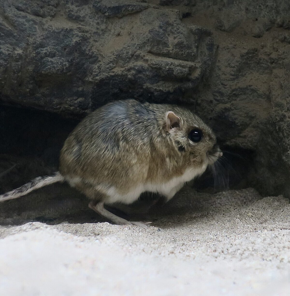 Banner-tailed Kangaroo Rat