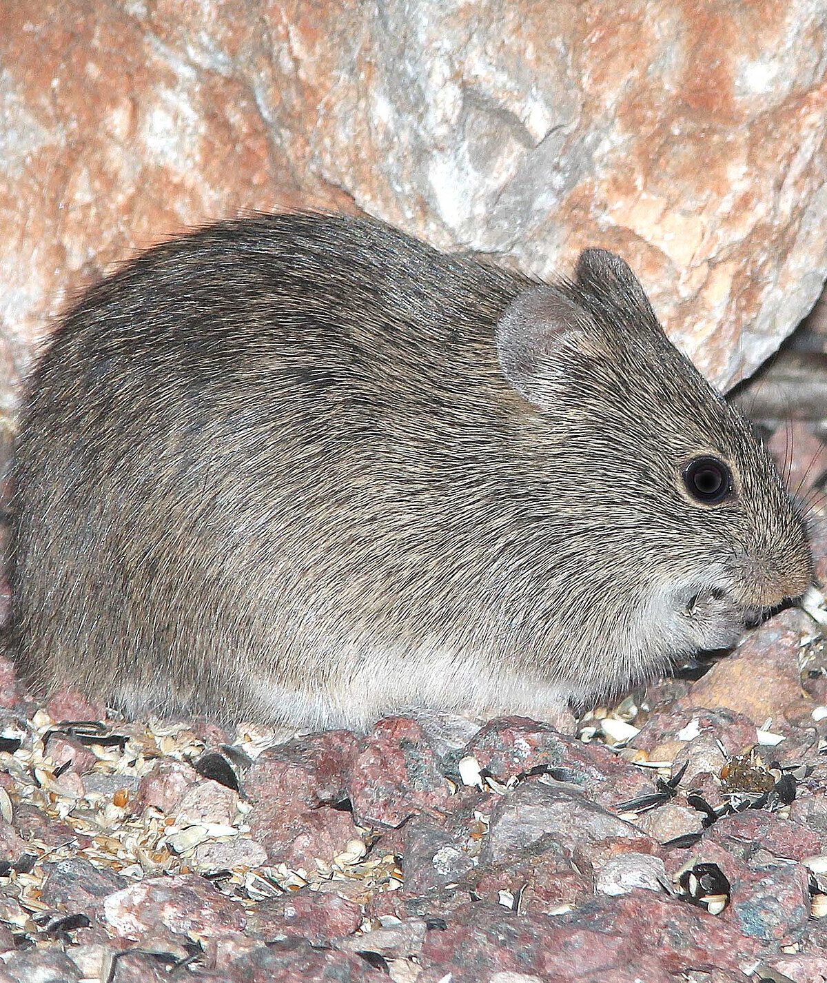 Arizona Cotton Rat