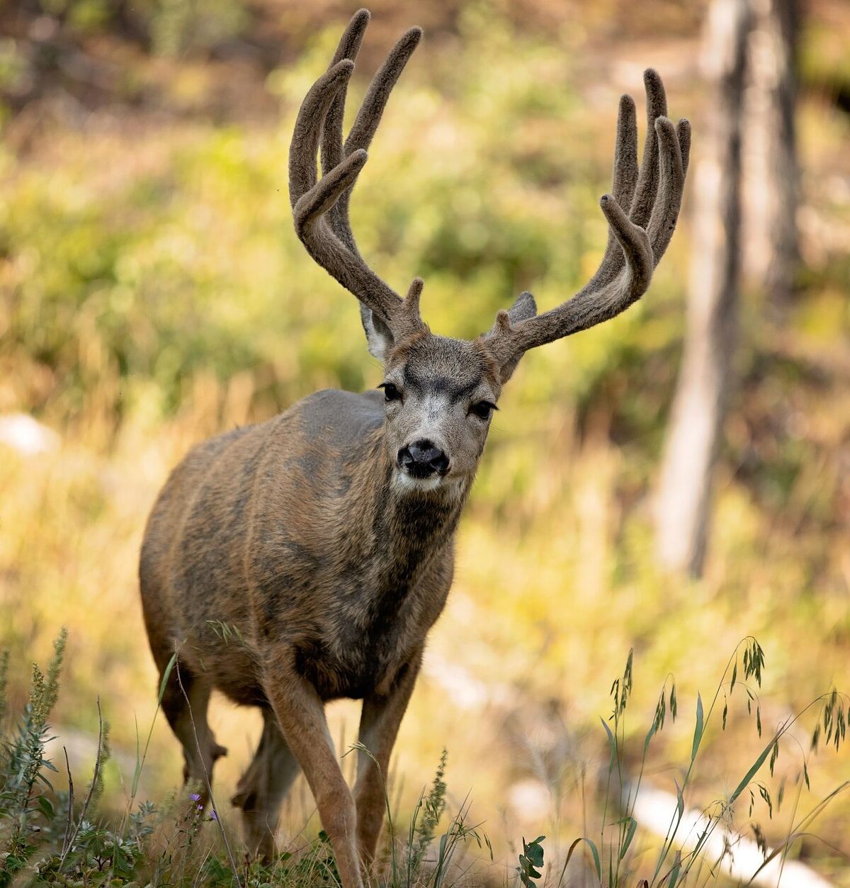 Mule Deer