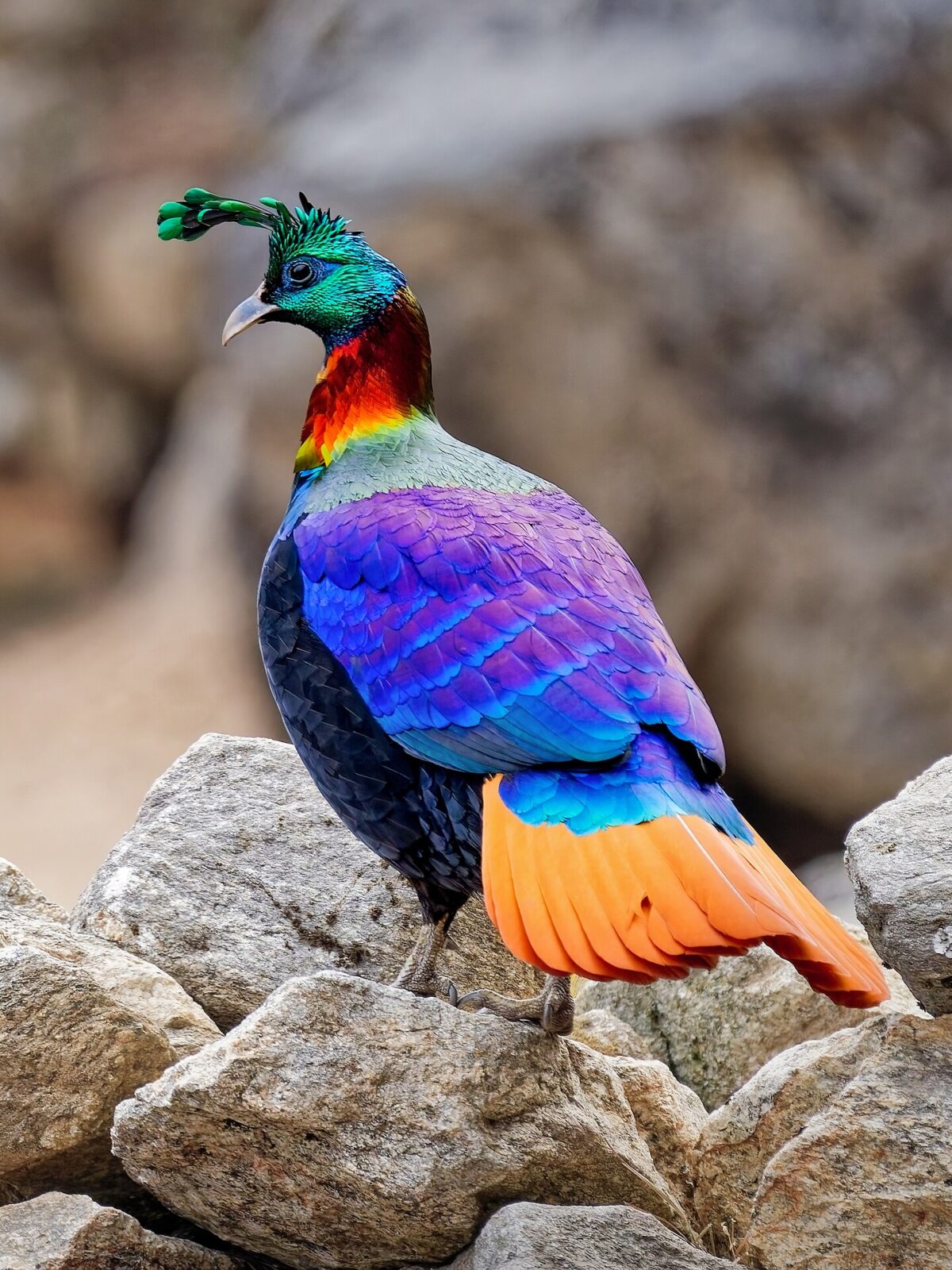 Himalayan Impeyan Pheasant