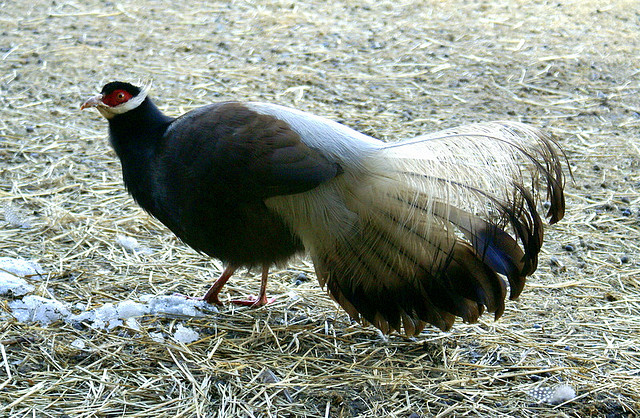 Brown-eared Pheasant