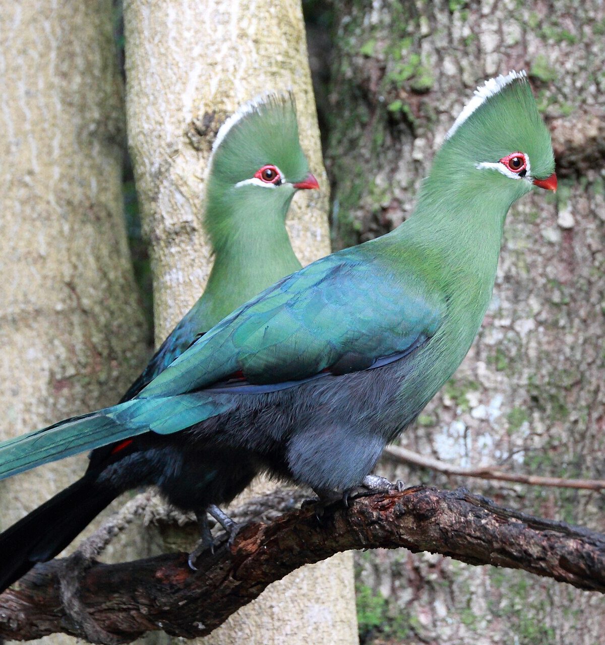 Gold Coast Turaco