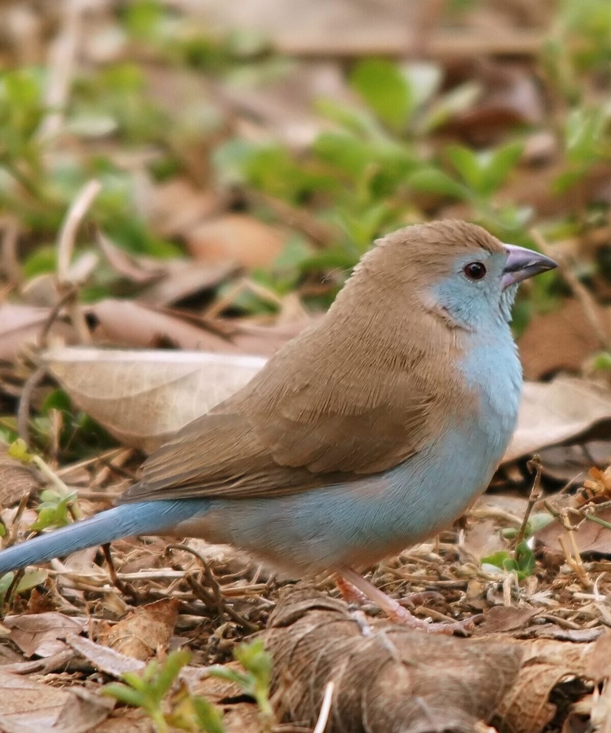 Blue-breasted Cordon-bleu