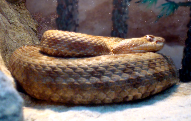 Mexican Jumping Pitviper