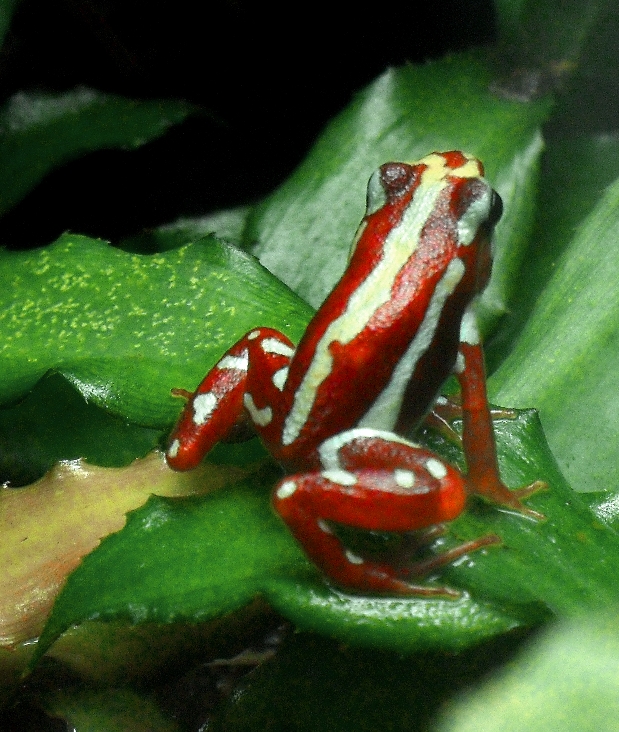 Anthony's Poison Arrow Frog