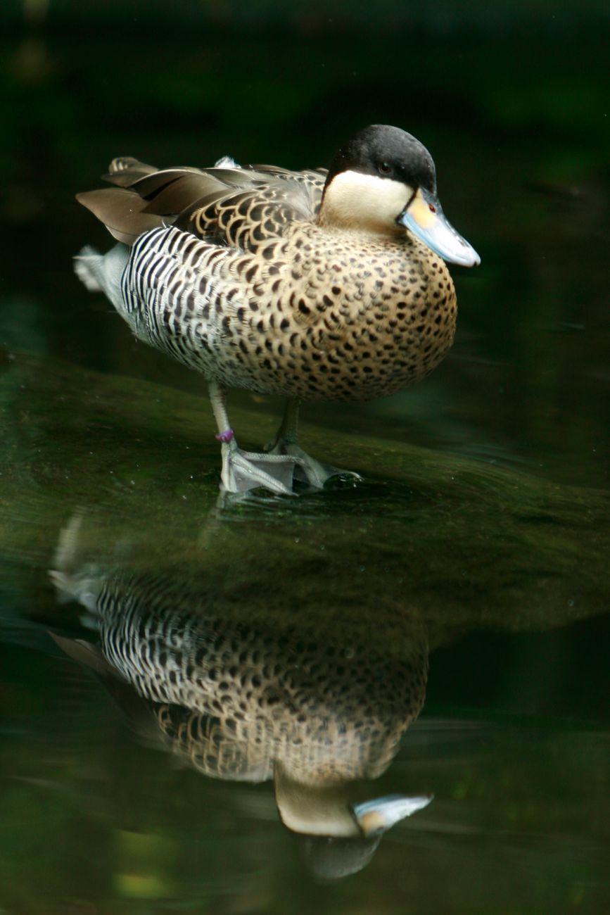 Silver Teal